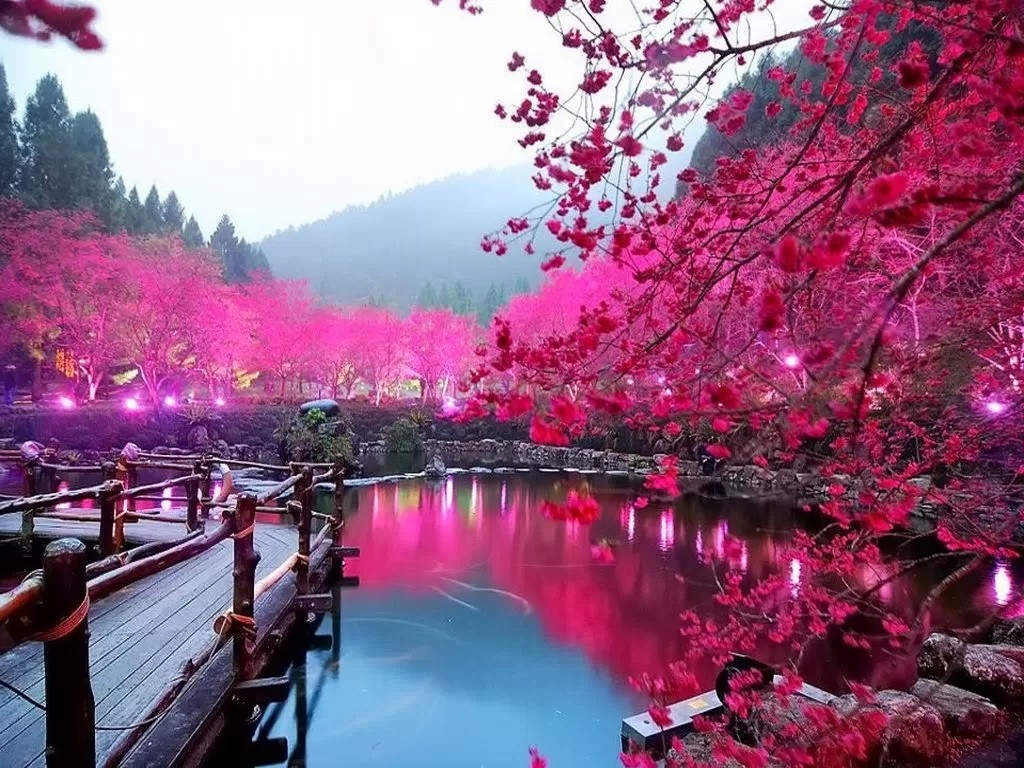 pink-japan-out