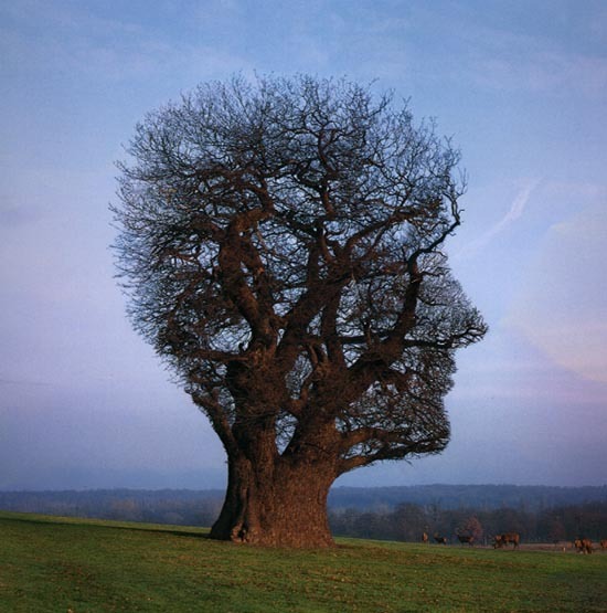 minddulness tree